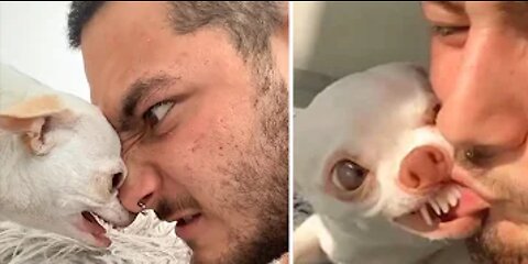 The Most Angry Chihuahua Ever! 🔥 | Chihuahua World