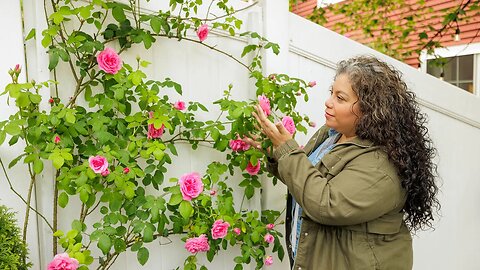 Which Roses are Blooming Today | Rose Tour