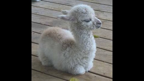 Funny Cute Baby Animals Videos .baby lama videos