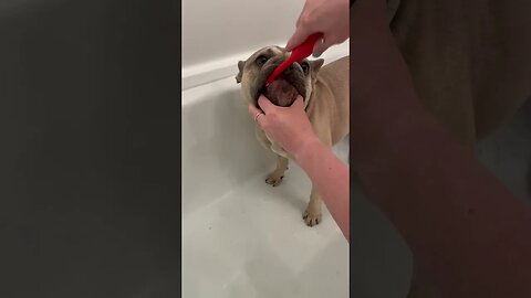 Brushing French bulldog’s teeth