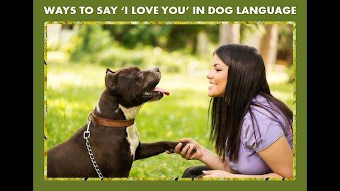 How to say "love you" in dog language