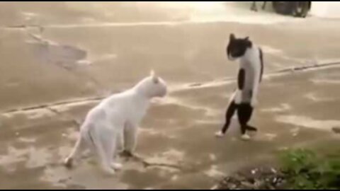 Funny Pets fighting