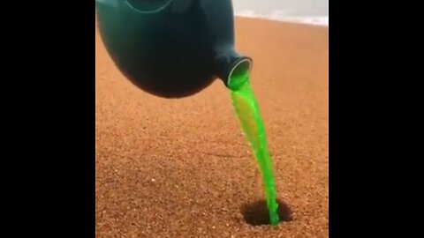 Amazing seafood catching on sea beach