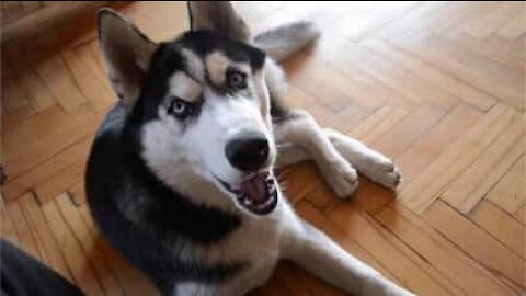 Husky Siberiano é apaixonado por cantar