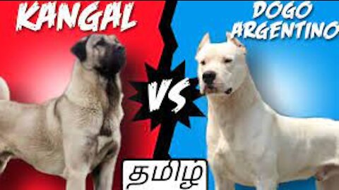 Dogo Argentino VS Kangal