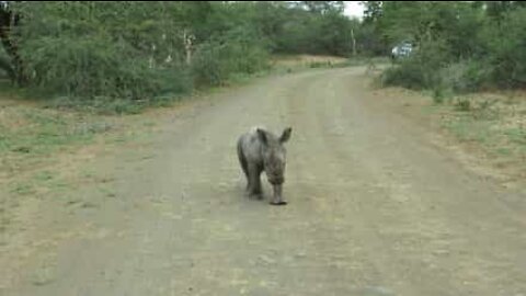 Baby rhino tries to scare off tourists