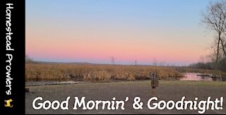 Party Animals Enjoy Pre-Dawn Before Saying Goodnight