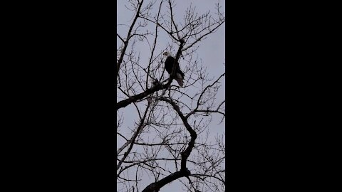 Bald Eagle looking for a meal