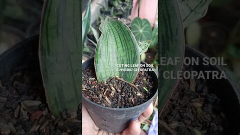 #shorts sansevieria propagation