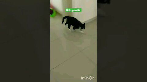 Gatinho brincando na casa de papelão. Gato Bartolomeu Tunico peralta😸