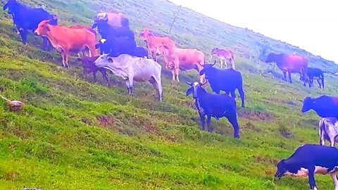 bois e bezerros em busca de capim touros, vacas, Gado bovino, Bos taurus