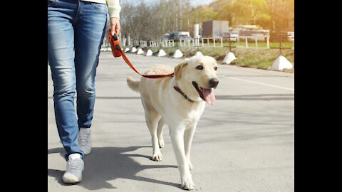 How to leash train your dog not to pull + dog training loose lead walking tricks