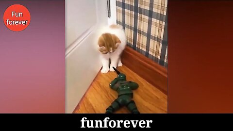 Enjoy Funny Cats Video Compilation 2021