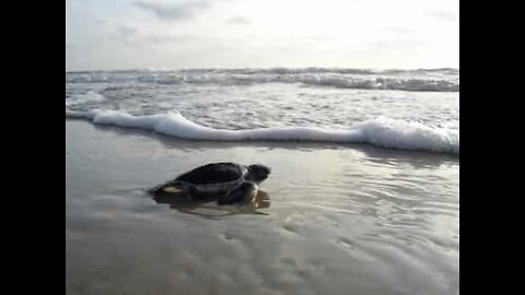 Tartaruga bebé caminha em direção ao mar