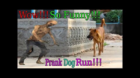 Wow!!! Fake Tiger Prank Dog Run So Funny Pranks Try To Stop Laugh Challenge 2021