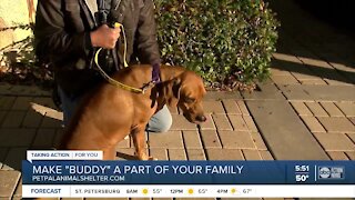 Buddy is this week's Pet of the Week