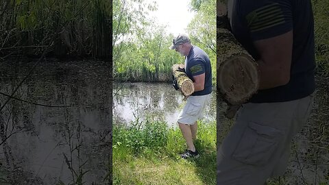 Throwing in the Turtle 🐢 Log for the Pond at the Farm 🌳 🚜