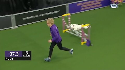 Best of 2019 WKC Masters Agility Championship