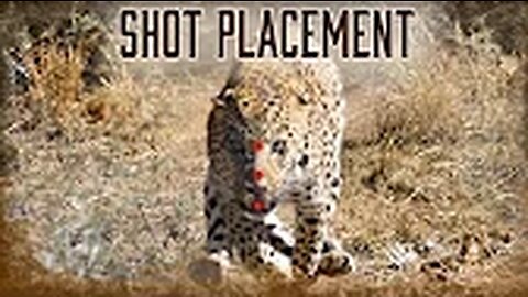 Safari Education - Great Cats Episode 9: Shot Placement on Lions and Leopards