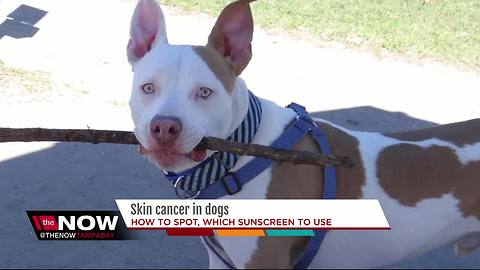 Attention dog owners: your pet can get skin cancer too