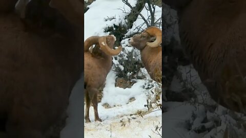 Bighorn Sheep Fight!