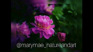 Marymae_natureandart vid 3