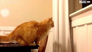 Gatto fallisce miseramente il salto!