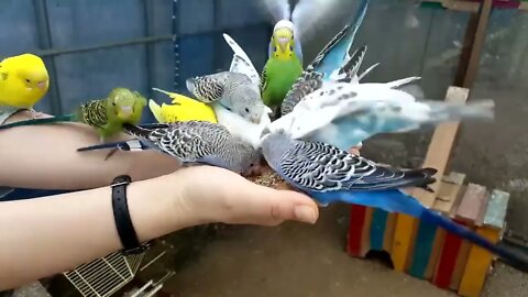 Budgies and Cockatiel Birds Playing and Feeding