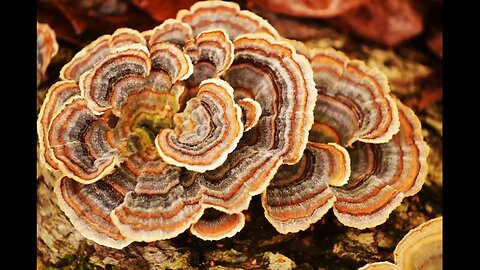 Turkey Tail Mushroom