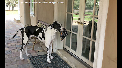 Great Danes Have Fun Delivering Publix Chicken Fingers