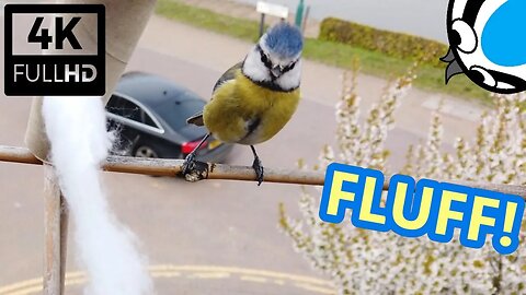 [4K] Blue Tit Going Mental on Fluff