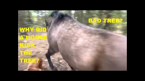 Why Did A Horse Kick A Tree & Then Fart & Run Off - I Try To Explain It Here