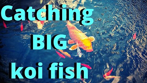 Catching BIG KOI for our pond - Building a pond part 15 (big koi fish)