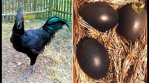 "Egg-citing Discoveries: Unveiling the World's Most Unique Eggs You Must See!"