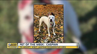 Pet of the Week: Caspian