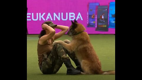 Amazing Dog Performs CPR, Squats and Press Ups in Heelwork To Music Routine | Crufts 2017