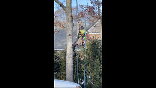 12/3/2021 Robbie Gallo of Gallo Tree Service