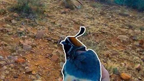 Hunting Wild Gambel's Quail