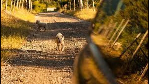 Dog running in front of the car