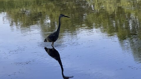 Nice reflection Great Blue Heron