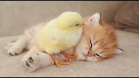 Kitten sleeps sweetly with the Chicken 🐥