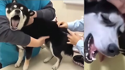 Injection time of animals funny