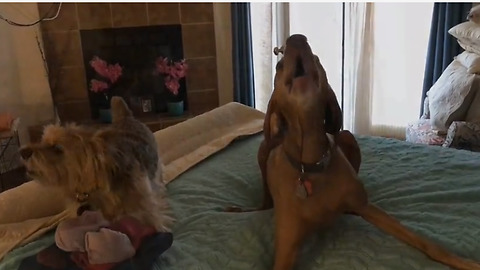 Dogs completely lose it when they don't get their way