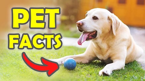 🐕 7 Fascinating Facts About Pets