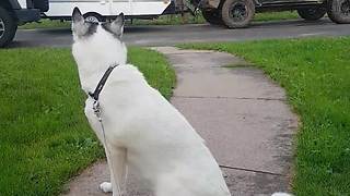 Dog ecstatic to be reunited with owner after 5 days apart