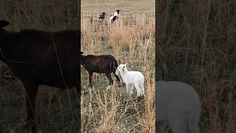 Winter Lamb! Does She Need A Bottle? #homesteading #animals #farming