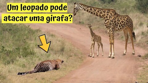 Leopados podem atacar uma girafa?