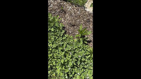 Wild Edible - Lambs Quarters