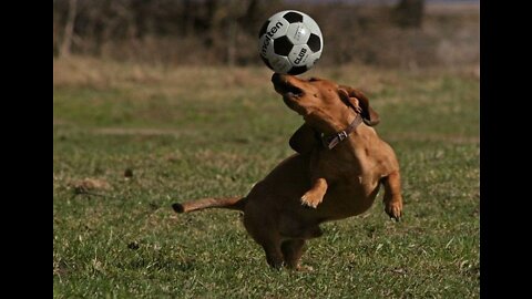 Canine interruption: How a dog brought a football match to a halt