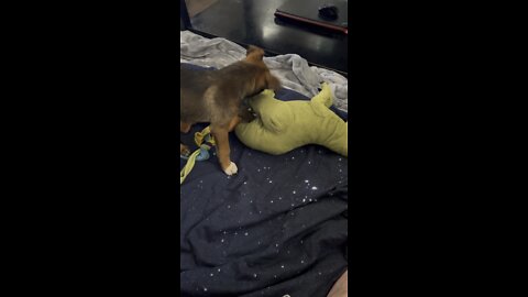 Puppy vs T Rex Round 1